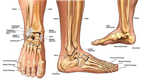 Anatomy of the Foot and Ankle - Foot and Ankle Diagram - Anatomy of the ...