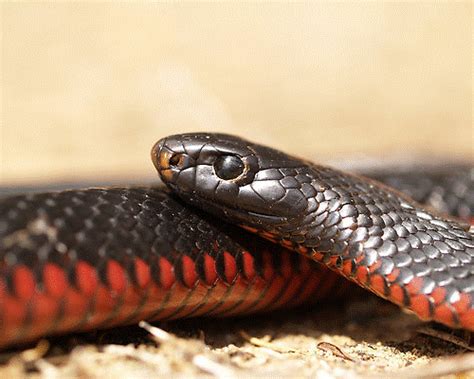 Red Bellied Black Snake | Snake Catchers Adelaide - Brown Snake Removalists