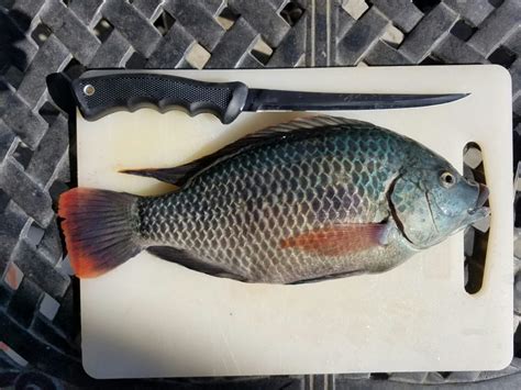 mozambique-tilapia-harvest | MT Aquaponics