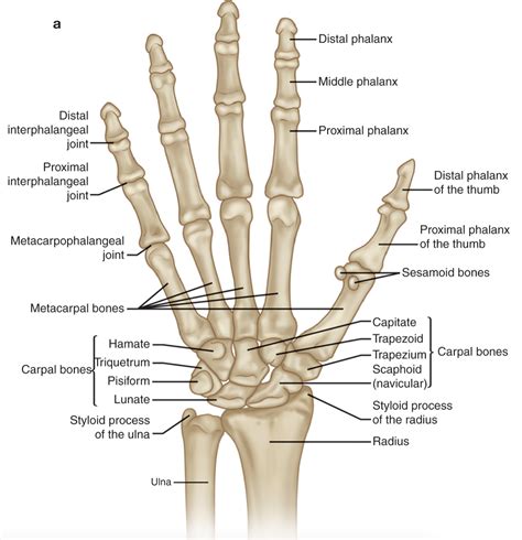 Drab Hand Anatomy Bones Free Photos - Www