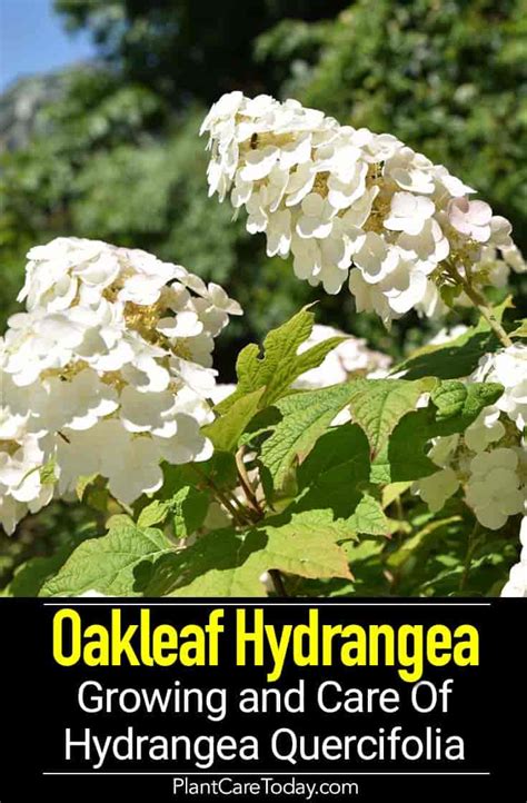 Oakleaf Hydrangea: Growing and Care Of Hydrangea quercifolia