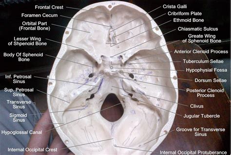 Anatomy Made Easy : Base of the Skull