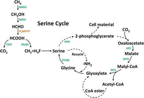 Simplified molecular pathway of serine cycle for methanotrophic ...