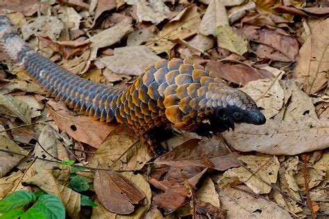 Black bellied pangolin – African Pangolin Working Group