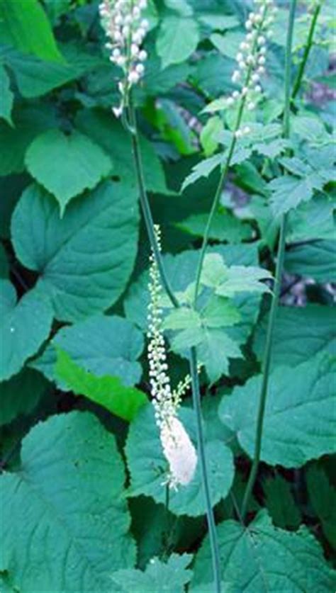 Black Cohosh (Actaea racemosa L.) – Forest Farming