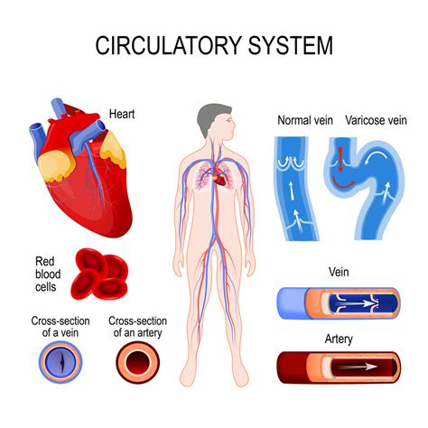 Circulatory System - Health Transformation