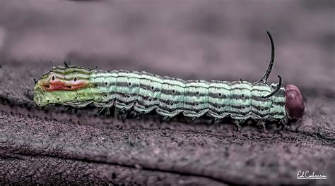 Rosy Maple Moth caterpillar Photograph by Edelberto Cabrera - Pixels