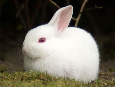 True Albino | Albino rabbit, Albino animals, Rabbit