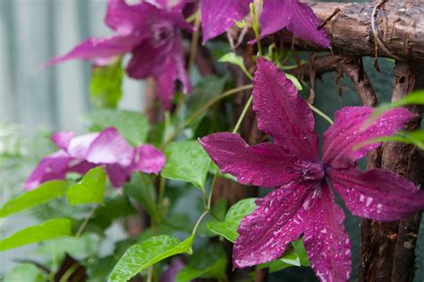 3 Ways to Prune Your Clematis