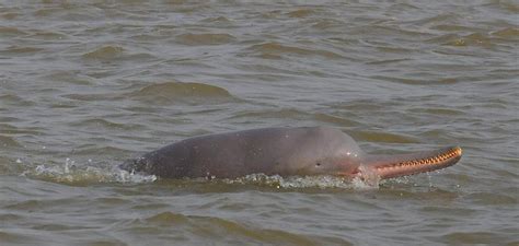 Ganges River Dolphin Extinct