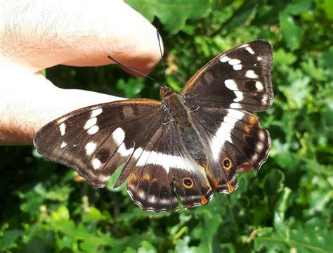 Female Purple Emperor on path. Maulden Wood -2 nd July 2022. | Download ...