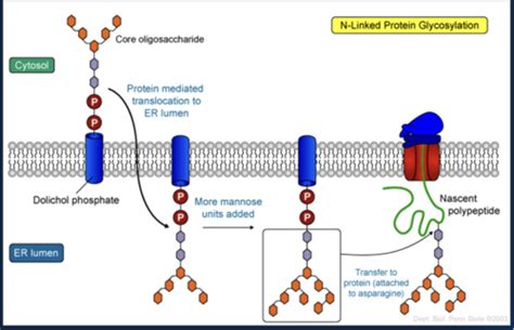 The Importance of Glycosylation Flashcards | Quizlet