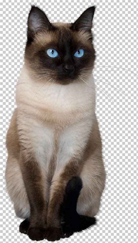 Thai Cat Siamese Cat Balinese Cat Birman Ragdoll PNG, Clipart, Animal ...