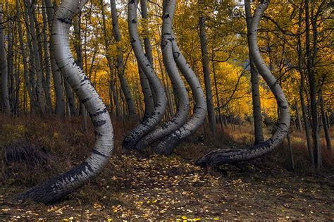 HD wallpaper: autumn, birch, grove | Wallpaper Flare