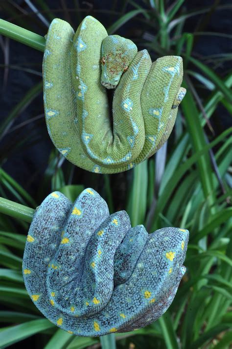 Breathtaking baby Green Tree Python : r/snakes