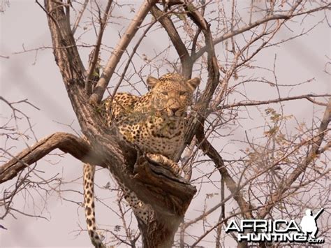 Southern African Leopard Hunting Perspectives | AfricaHunting.com