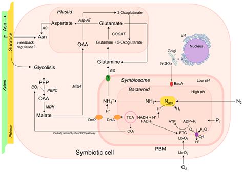 Nitrogen Fixation Pathway