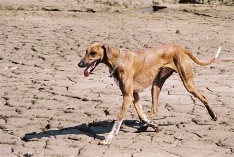 Azawakh - Dog Breed Standards