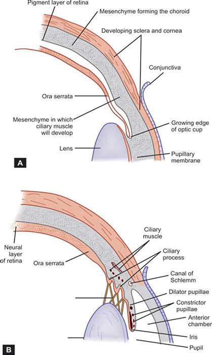 Canal Of Schlemm Histology