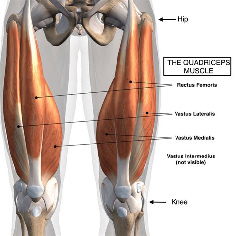 How To Stretch The Quadriceps | Seniors Quadriceps Stretches — More ...