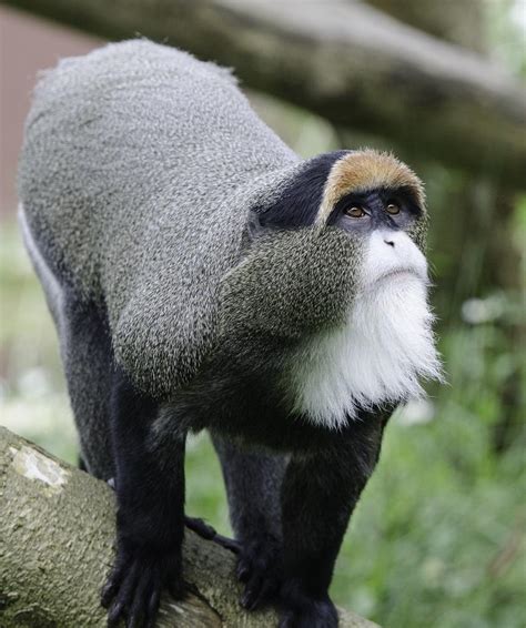 DeBrazza’s Monkey, Cercopithecus neglectus - New England Primate ...