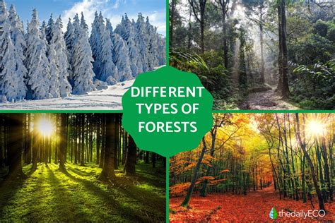 Different Types of Forests - Examples of Forest Types With Photos