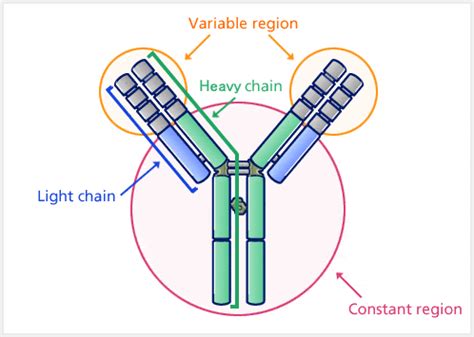 Antibody- Structure, Classes and Functions