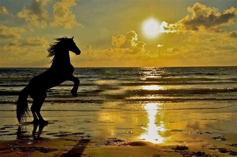 Beautiful Rearing Horse at Sunset | Pferde