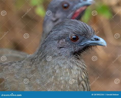 Plain Chachalaca in Texas Thicket Stock Photo - Image of environment ...