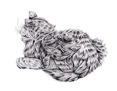 Sleeping Cat Art Print of Pencil Drawing Black and White Wall Art Decor ...