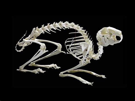 Rabbit bone specimens,animal skeleton specimens, animal skeleton