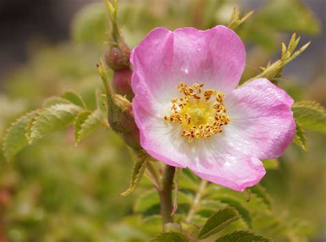 rosa mosqueta... Imagen & Foto | plantas, flores, z.r.l Fotos de ...