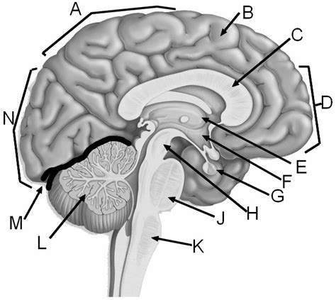 Label the Major Structures of the Brain