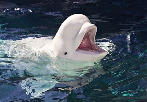 Smiling Beluga | Whale facts, Beluga whale, Georgia aquarium