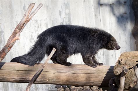 Características, hábitat, alimentación y reproducción del Binturong ...