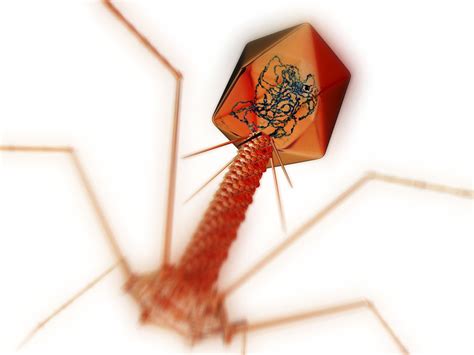 7 Facts About Bacteriophages