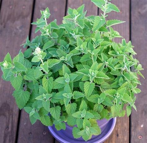 A to Z of Growing Catnip Indoors | Catnip Plant Care