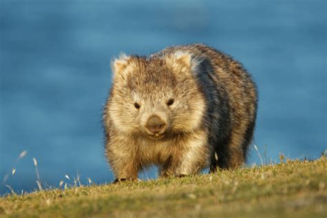 Fact File: Bare-nosed wombat (Vombatus ursinus) - Australian Geographic