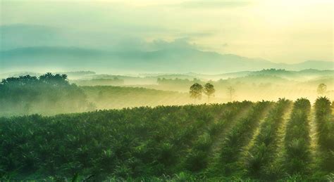 eperolehan sime darby plantation - Anne Lee