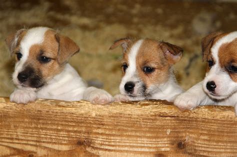 Jack Russell Terrier Puppies 2023 X 14 Inch Monthly Mini Wall Calendar ...