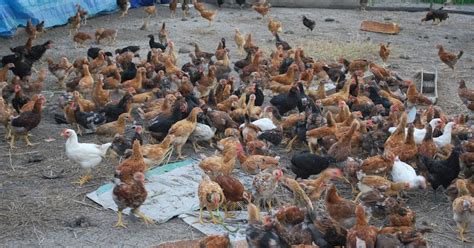 Ternakan Ayam Kampung Organik: Harga Ayam Kampung