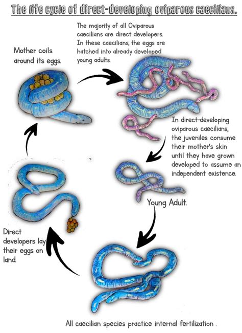 Fascinating Life Cycle of Caecilians