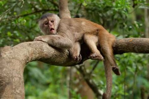 Capuchin Monkey: Characteristics, Behavior, and Habitat - My Animals