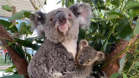 A baby koala has just emerged from her mum's pouch at this Sydney zoo