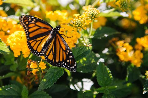 Historic Deal will Protect Millions of Acres of Monarch Butterfly ...