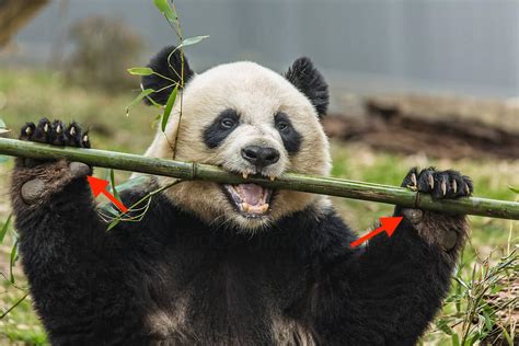 Pandas have fake thumbs! They have a sixth finger that they use to ...