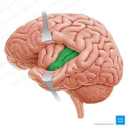 Insula: Anatomy, function, connections, clinical points | Kenhub