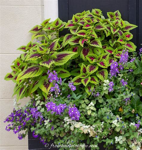 Best Shade Annuals: 16 Flowers and Foliage Plants For Shade | Shade ...