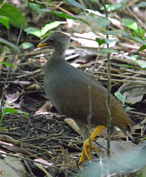 Megapode chicks are superprecocial, meaning that upon hathing they are ...