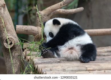 Panda Baby Bear Eating Bamboo Kuala Stock Photo 1290033121 | Shutterstock